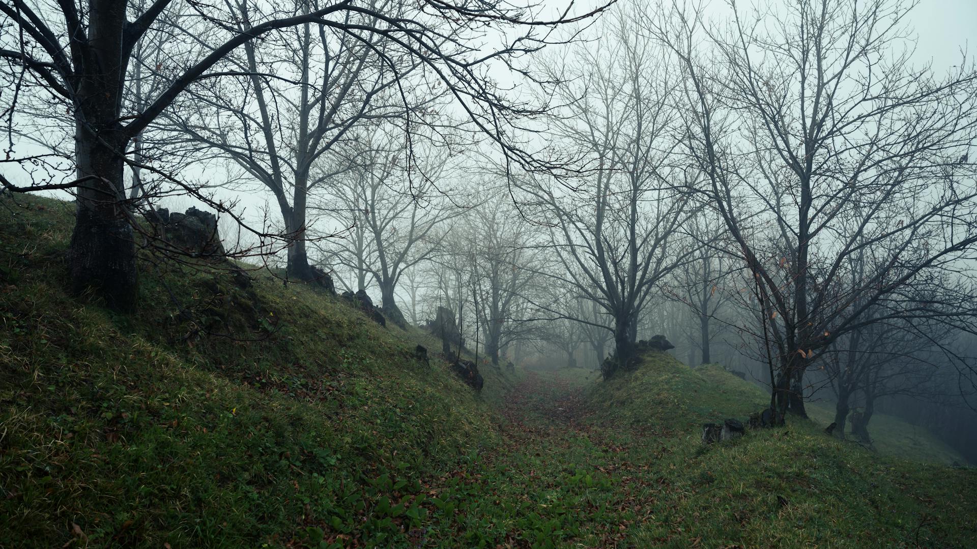 Foggy forest trail lined with bare winter trees in a serene, misty atmosphere.